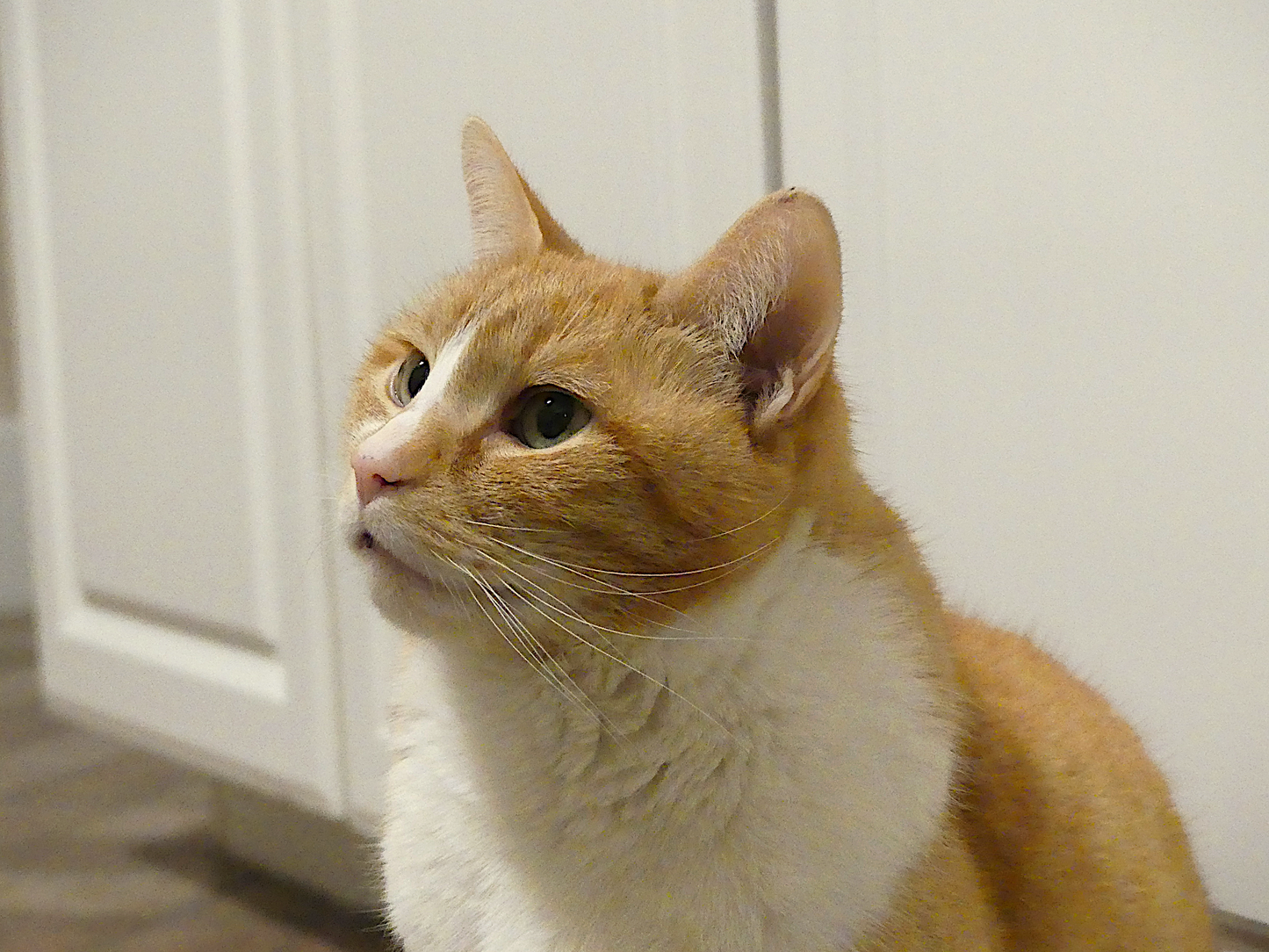 Our Favorite Cat-egory (1 cat)