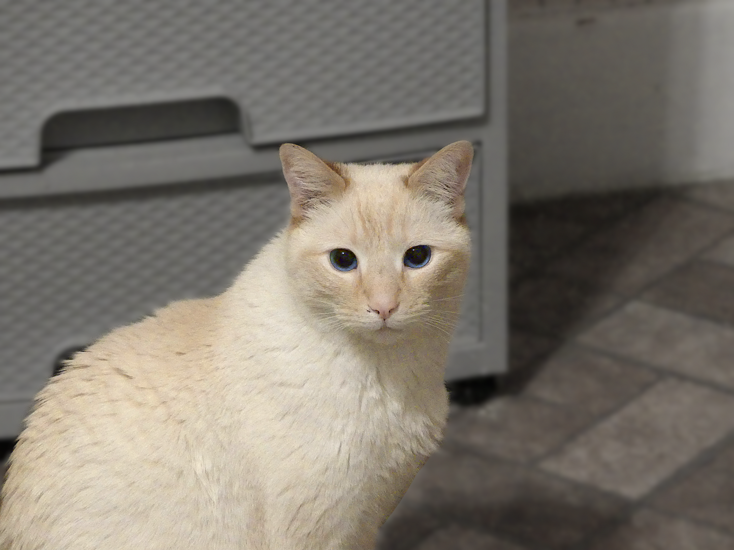 Our Favorite Cat-egory (3 cats)