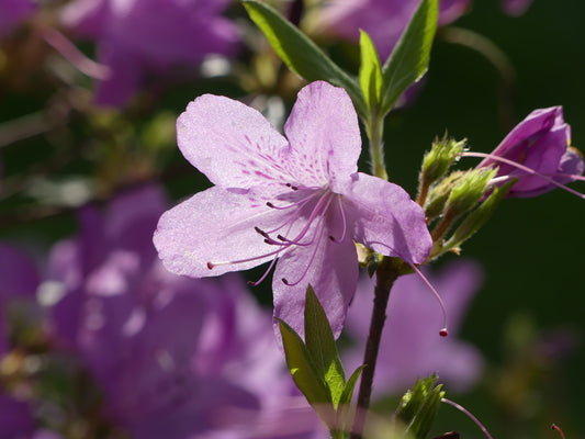 May Flowers (garden)